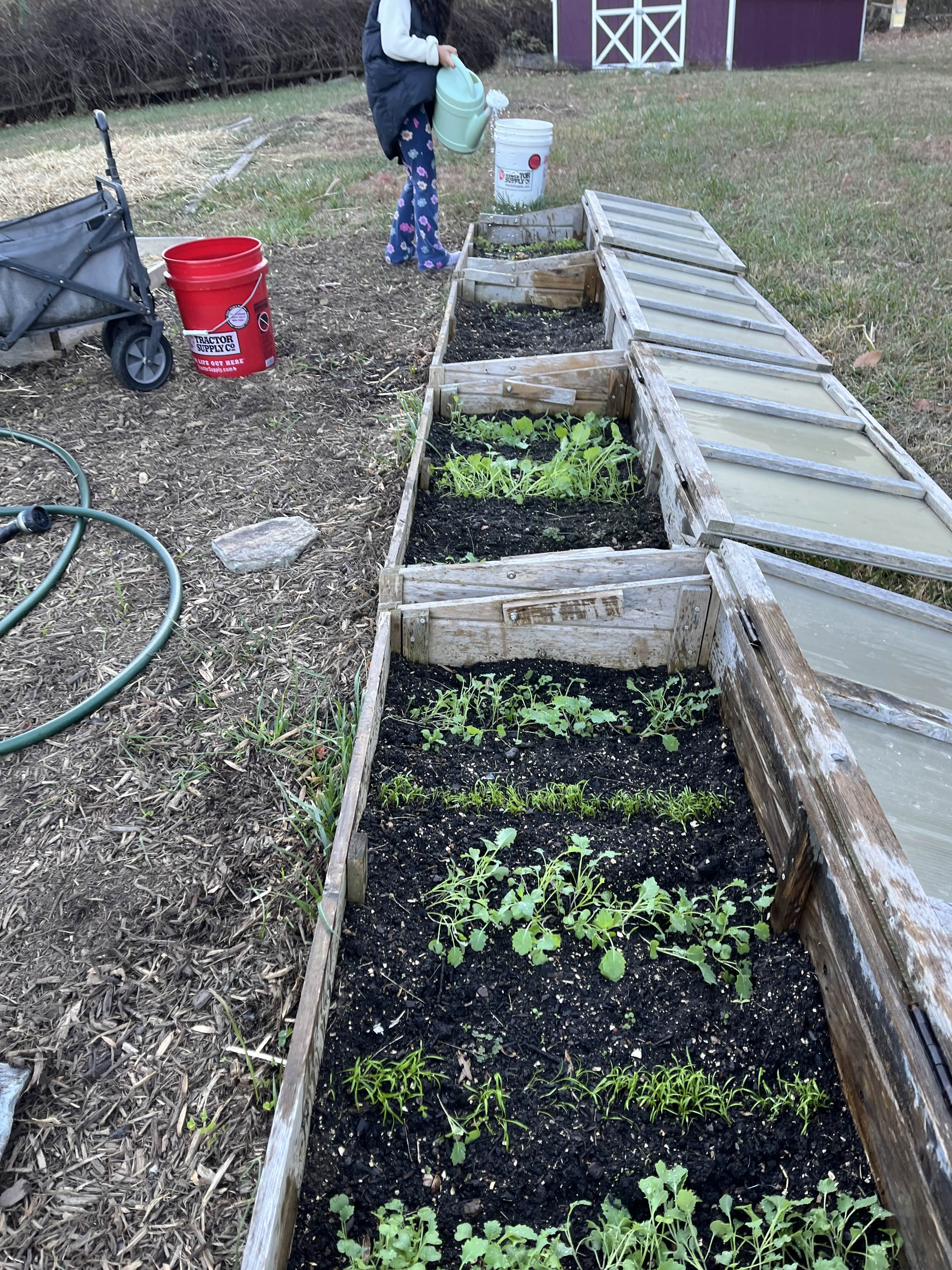 Cold frame garden beds with young seedlings growing